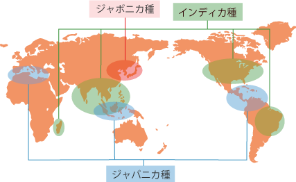 お米の分布